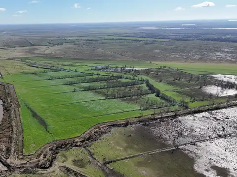 ISLA DE 319 HA EN VENTA SOBRE EL RÍO PARANA-ALSINA, BARADERO BUENOS AIRES, EXCELENTE INVERSIÓN.