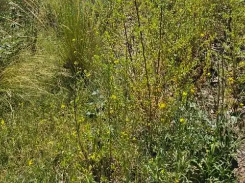Terreno en Venta de 40000,0 m2