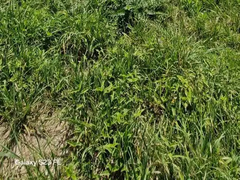 Lote de 600 m2 en Venta Maximo Paz 