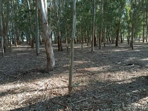 Terreno en Venta en Berisso, USD 90.000