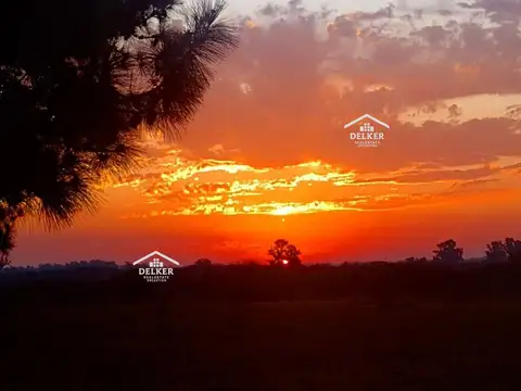 VENTA CAMPO AGRICOLA 235 HA EN GUALEGUAYCHU ENTRE RIOS