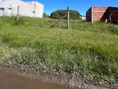 El gaviotin al 100