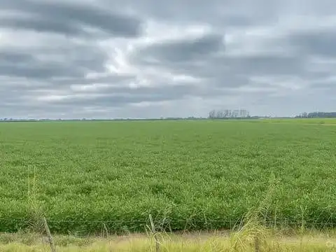 Campo en San Nicolas De Los Arroyos