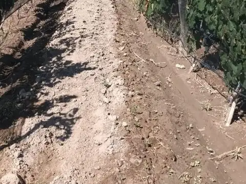VENTA Finca 8 Ha – CUADRO NACIONAL, SAN RAFAEL MZA