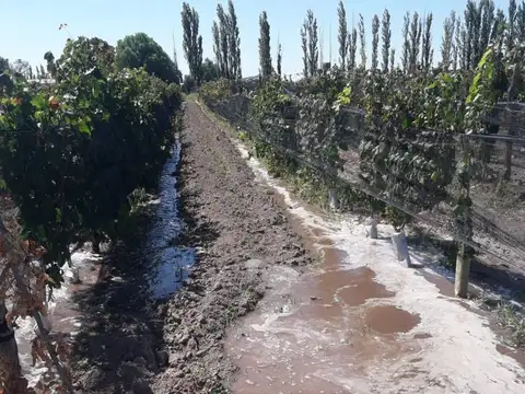 BOMBAL Y TABANERA 100