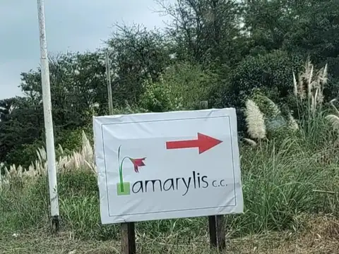 Amarylis