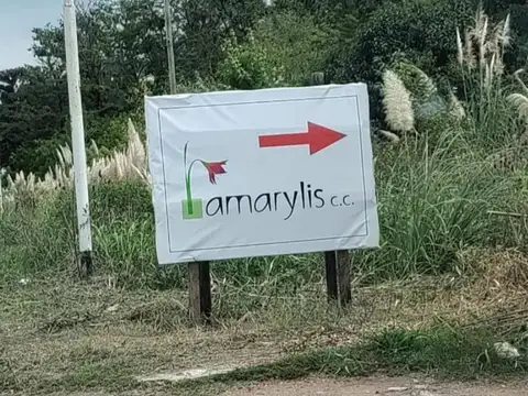 Amarylis