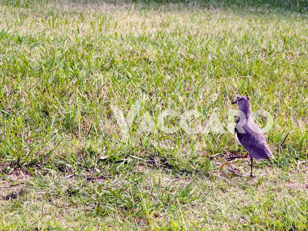 Lote Venta Moreno Prados del Oeste - Foto 13