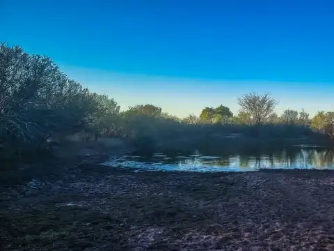 Arbol Solo 100