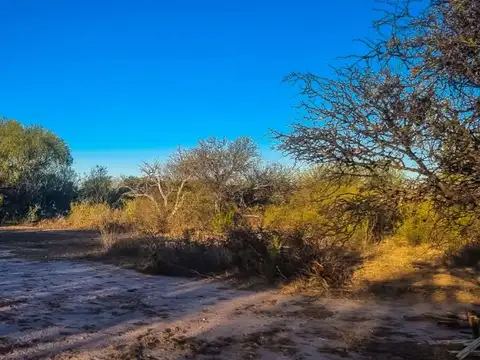 VENTA DE CAMPO EN ARBOL SOLO - SAN LUIS