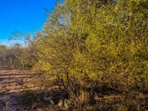 Arbol Solo 100