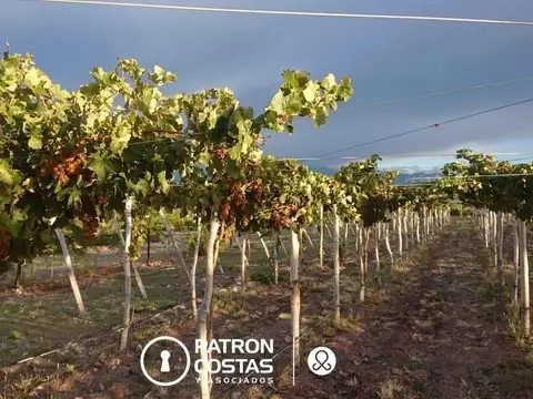 Molinos