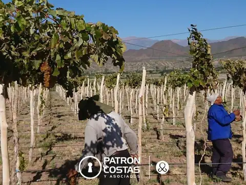 Chacra en venta en Molinos Valles Calchaquies