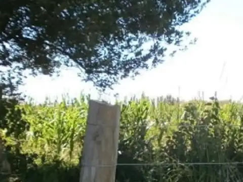 Campo en Venta Agrícola