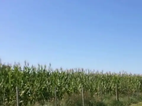 Venta de campo en baigorrita (37,5 hect)