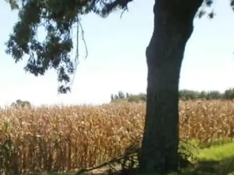 Venta de campo en baigorrita (37,5 hect)