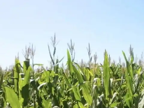 Campo en Venta de 37  ha