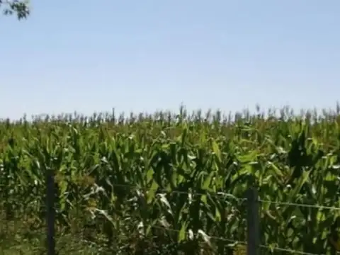 Campo en Venta Agrícola
