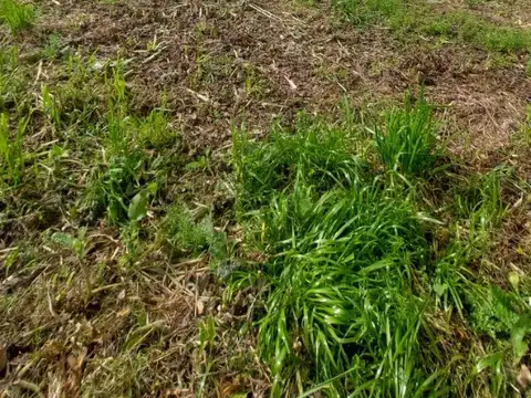 Terreno en Venta 12  mts Frente