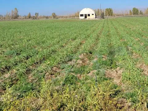 Finca de 25 ha en producción de ajo