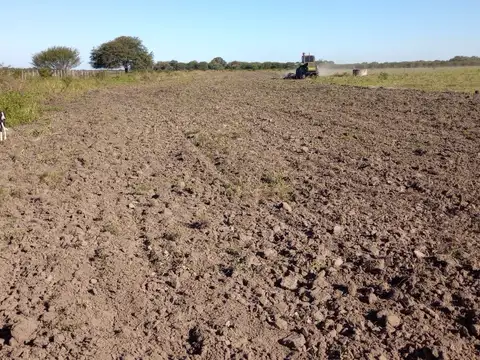 Campo ganadero en producciòn
