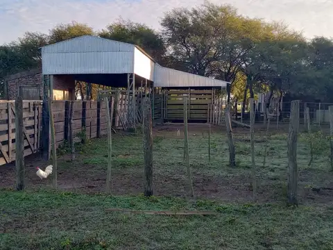 Campo ganadero en producciòn