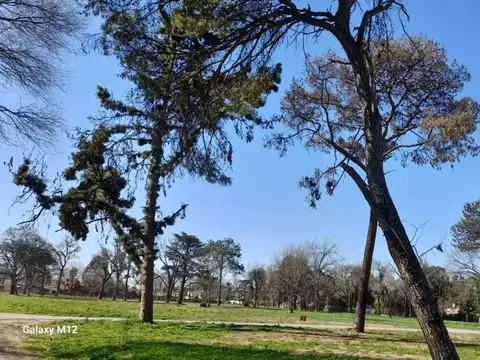 Rosalia de Castro 6800