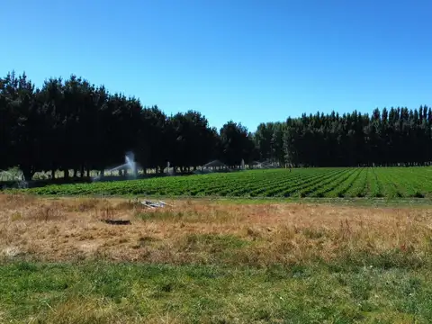 Campo Productivo en Venta ? 15 Hectáreas