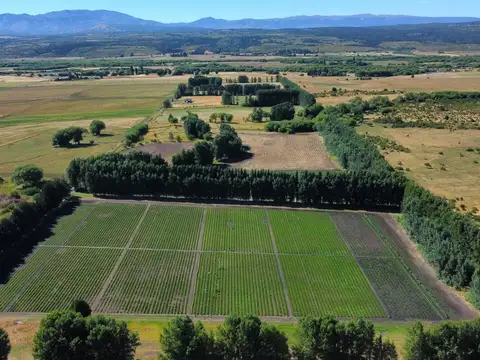Campo Productivo en Venta ? 15 Hectáreas
