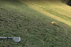 Actividades deportivas futbol, golf, tenis en Haras del Sur II en Km. 73 Ruta Provincial 2  en Coronel Brandsen, Buenos Aires