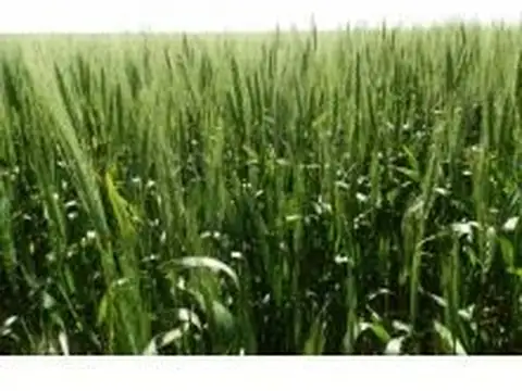 Lezama 90 hectáreas MIXTO sin población 