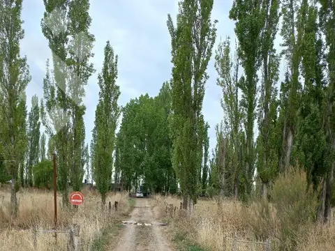 En Venta, Chacras Productivas de 34 Ha, Entre Lamarque y Pomona.
