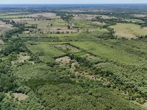VENTA 4 HECTÁREAS EN SECCIÓN 1, ISLAS DEL PARANÁ