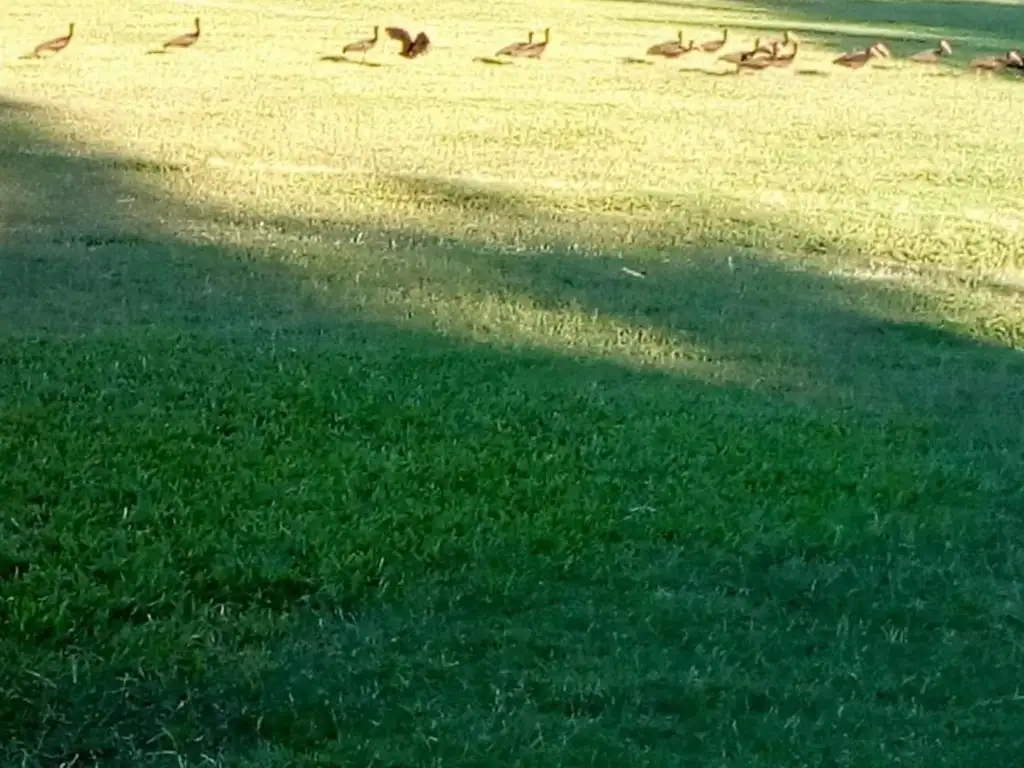 Casa en Campos De Echeverria Canning - Foto 18