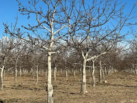 Finca de Nogales a la venta en Tupungato, Mendoza