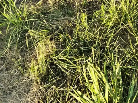 Terreno en Venta de 300,0 m2