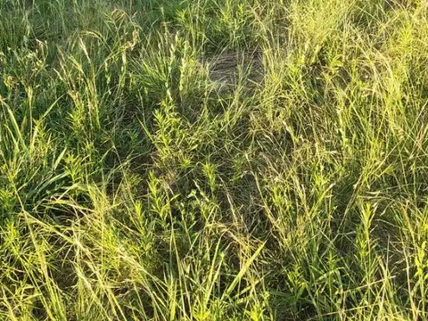 Terreno en Venta en Loma Verde, USD 24.000