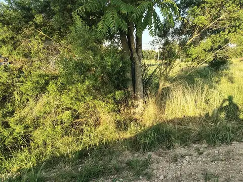 Los Laureles