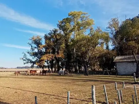 CAMPO EN VENTA - 46HA CORTÍNES, PROVINCIA DE BUENOS AIRES
