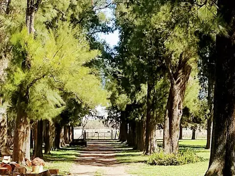 CAMPO EN VENTA - 46HA CORTÍNES, PROVINCIA DE BUENOS AIRES