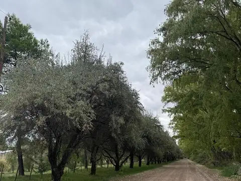 Cocucci inmobiliaria vende finca en Tunuyan