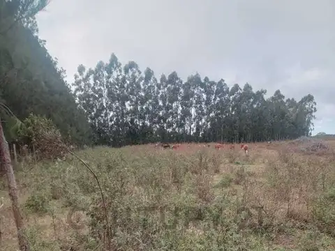 RUTA 27 100
