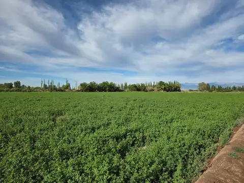 De Los Correa, Lavalle, Mendoza