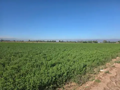 Campo en Venta - 20 hectáreas - Mendoza