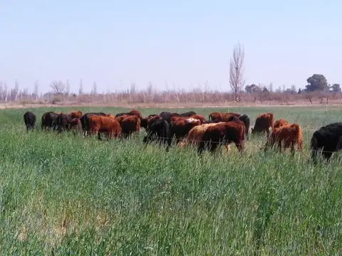 IMPECABLE FINCA DE 48 HECTAREAS EN SANTA ROSA