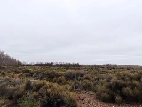 VENTA 10 HECTAREAS  PLOTTIER  NEUQUEN ideal para produccion