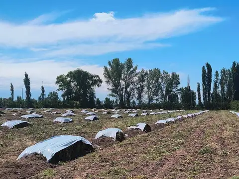 Finca 3 has. en Venta en La Consulta Valle de Uco