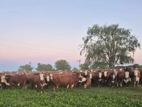 CAMPO MIXTO EN ALQUILER EN TOSTADO SANTA FE