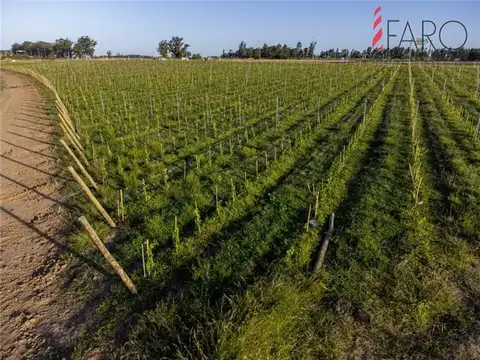 Chacra de 1 ha a minutos de José Ignacio,con vistas a viñedos