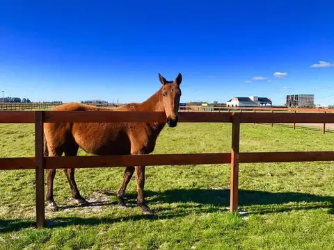 Terreno en venta - 700mts2 - Lisandro Olmos Etcheverry